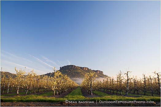 Royalty Free Stock Photo: Table Rock and Pear Orchard 5