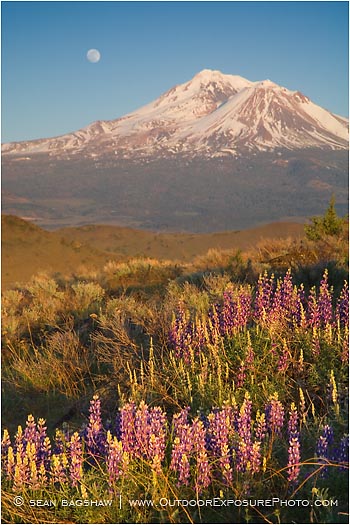 Royalty Free Stock Photo: Mt. Shasta 2