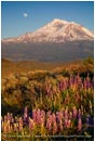 Royalty Free Stock Photo: Mt. Shasta 2