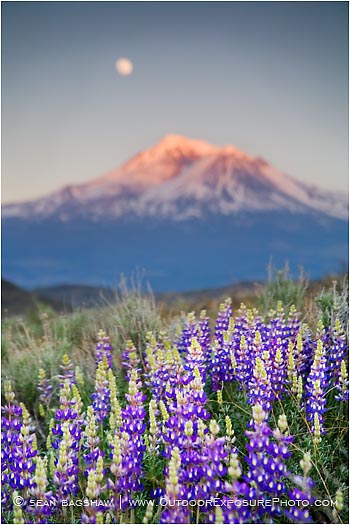 Royalty Free Stock Photo: Mt. Shasta 3