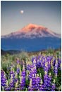 Royalty Free Stock Photo: Mt. Shasta 3