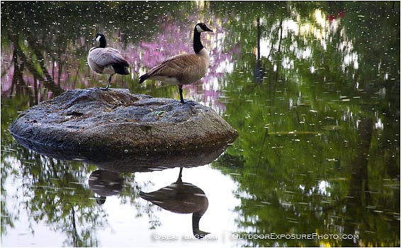 Royalty Free Stock Photo: Canada Geese
