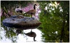 Royalty Free Stock Photo: Canada Geese