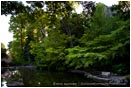 Royalty Free Stock Photo: Lithia Park 6