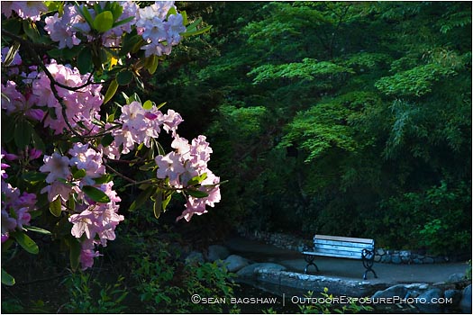 Royalty Free Stock Photo: Lithia Park 7