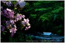 Royalty Free Stock Photo: Lithia Park 7