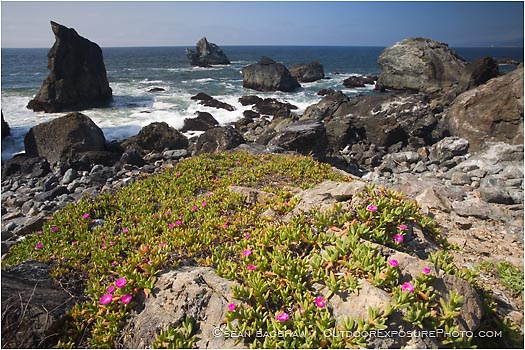 Royalty Free Stock Photo: Northern California Coast 2