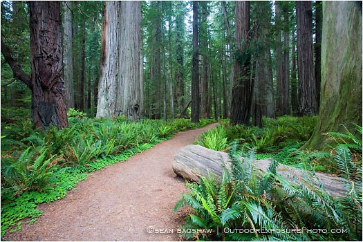 Royalty Free Stock Photo: Forest Path 3