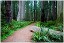 Royalty Free Stock Photo: Forest Path 3
