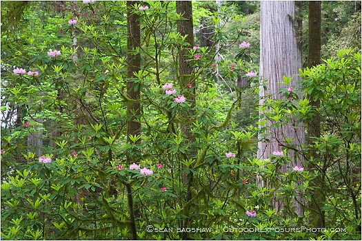 Royalty Free Stock Photo: Rhododendron and Redwoods 1