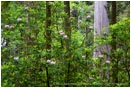 Rhododendron and Redwoods 1 Stock Image,