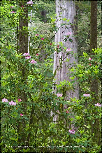 Royalty Free Stock Photo: Rhododendron and Redwoods 2