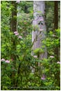Royalty Free Stock Photo: Rhododendron and Redwoods 2