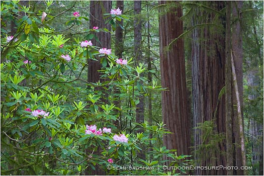 Royalty Free Stock Photo: Rhododendron and Redwoods 3