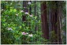 Royalty Free Stock Photo: Rhododendron and Redwoods 3
