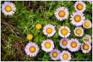 Royalty Free Stock Photo: Daisies