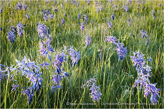 Royalty Free Stock Photo: Camas Flowers