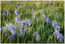 Camas Flowers Stock Image