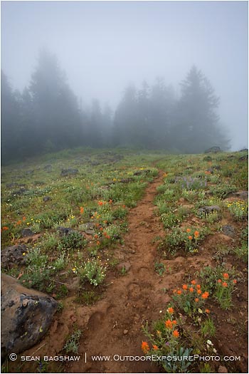 Royalty Free Stock Photo: Forest Path 4
