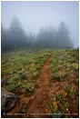 Royalty Free Stock Photo: Forest Path 4