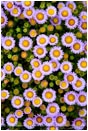 Rights Managed Stock Photo: Daisy Cluster