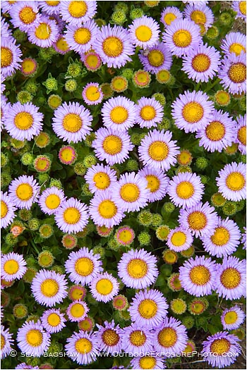Daisy Cluster Print