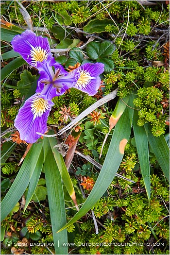 Rights Managed Stock Photo: Wild Iris