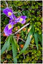 Rights Managed Stock Photo: Wild Iris