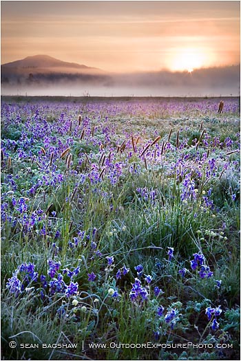 Royalty Free Stock Photo: Prairie Dawn