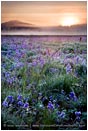 Royalty Free Stock Photo: Prairie Dawn
