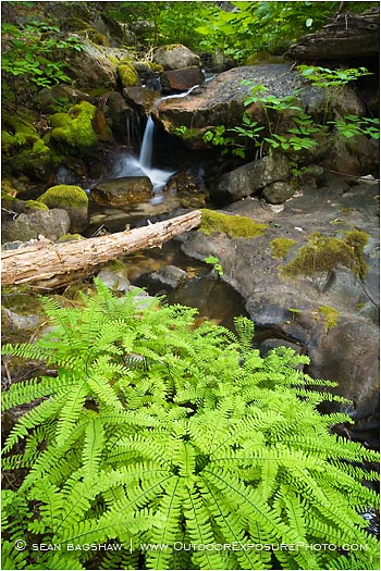 Print: Root Creek