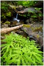 Print: Root Creek
