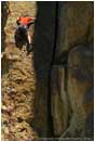 Print: Climber on The Snake