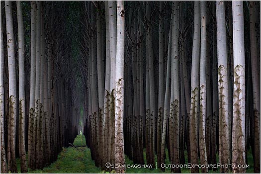 Rights Managed Stock Photo: Future Forest