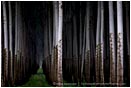 Print: Future Forest