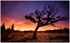 Print: Red Sky In The Morning