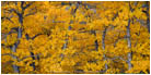 Rights Managed Stock Photo: Golden Embrace