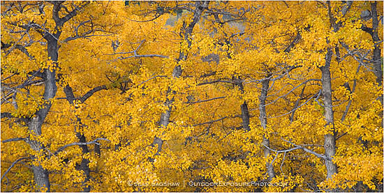 Print: Golden Embrace