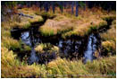 Print: Serpentine Stream