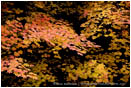 Print: Autumn Emerging