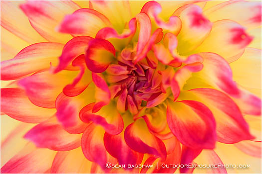 Royalty Free Stock Photo: Pink and Yellow Dahlia