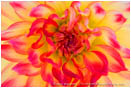 Royalty Free Stock Photo: Pink and Yellow Dahlia
