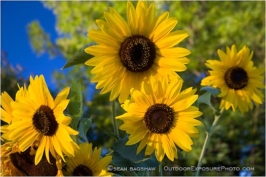 Rights Managed Stock Photo: Sunflowers 1