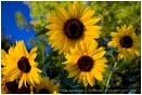 Rights Managed Stock Photo: Sunflowers 1