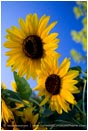 Royalty Free Stock Photo: Sunflowers 2