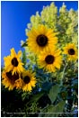Royalty Free Stock Photo: Sunflowers 3