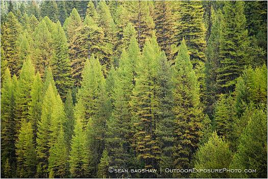 Royalty Free Stock Photo: Western Larch Forest