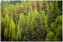 Royalty Free Stock Photo: Western Larch Forest