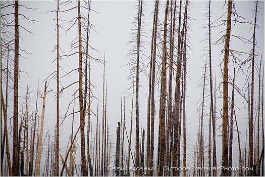 Royalty Free Stock Photo: Forest Fire 1
