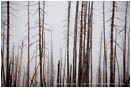Royalty Free Stock Photo: Forest Fire 1